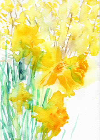 Daffodils in my garden