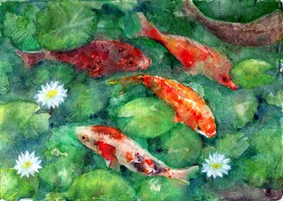 Koi in the pond