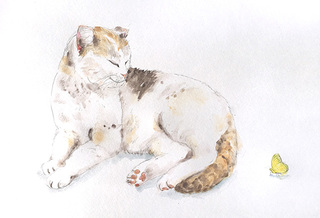 Cat and a butterfly